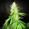 семена конопли для курения Auto Northern Lights feminised Ganja Live Seeds