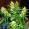 семена конопли медицинской Auto Northern Lights feminised Ganja Live Seeds