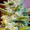 Семена конопли Auto Northern Hog feminised Ganja Seeds