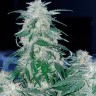 Семена каннабиса Auto Northern Hog feminised Ganja Seeds