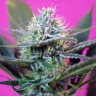 Семена каннабиса Auto + Speed feminised GanjaLiveSeeds