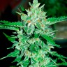 Качественные семена марихуаны Auto Jack 47 feminised Ganja Seeds