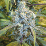 семена конопли почтой Auto Super Silver Haze feminised Ganja Seeds