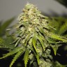купить семенам конопли Auto Super Silver Haze feminised Ganja Seeds