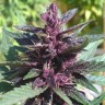 семена конопли интернет магазин Auto Purple Kush feminised Ganja Live Seeds