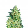 Качественные семена конопли Auto Jack 47 feminised GanjaLiveSeeds