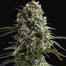 магазин семян конопли Auto Super Sweet feminised Ganja Seeds