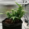 семена конопли элитных сортов Auto Somango feminised Ganja Live Seeds