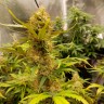 качественные семена конопли Auto Critical Hog feminised GanjaLiveSeeds