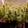 Семена конопли недорого Auto Cinderella Jack feminised Ganja Seeds