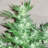 Семена марихуаны  Euforia feminised GanjaLiveSeeds