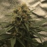 семена конопли гидропоники Auto Super Bud feminised Ganja Live Seeds