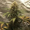 семена конопли дешево Auto Super Bud feminised Ganja Live Seeds