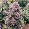 Семена конопли Auto Cinderella Jack feminised GanjaLiveSeeds