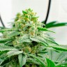 Семена конопли в Казахстане Kerosene Krash feminised Ganja Seeds