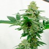 Семена конопли недорого Kerosene Krash feminised Ganja Seeds