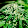 Недорогие семена каннабиса Kerosene Krash feminised Ganja Seeds