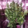 семена конопли цена Auto The Ultimate CBD feminised Ganja Seeds