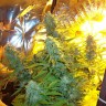 Семена конопли недорого Auto Easy Ryder feminised GanjaLiveSeeds