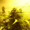 Семена конопли оптом Auto Easy Ryder feminised GanjaLiveSeeds