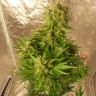 Качественные семена марихуаны Auto Easy Ryder feminised GanjaLiveSeeds