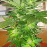Семена марихуаны Auto Easy Ryder feminised GanjaLiveSeeds