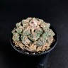 Ariocarpus fissuratus семена заказать