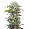 Семена марихуаны недорого Cream Mandarine feminised Ganja Seeds