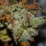 где заказать семена конопли Auto Namor feminised
