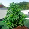 семена конопли в фирменной упаковке Auto Super Skunk feminised Ganja Live Seeds