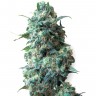 Afghan Kush feminised Ganja Live Seeds