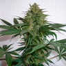 Автоцветущие семена марихуаны Auto Mohan Ram feminised Ganja Seeds