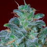 Семена марихуаны оптом Auto Mohan Ram feminised Ganja Seeds