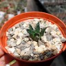 Семена Ariocarpus fissuratus var. hintonii недорого