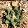 Недорогие семена Ariocarpus fissuratus var. hintonii