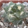 Семена Ariocarpus fissuratus var. hintonii