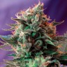 Семена марихуаны Jack 47 feminised Ganja Seeds