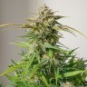 семена конопли в россии Auto White Dwarf CBD feminised Ganja Seeds
