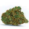 семена конопли отзывы Auto White Dwarf CBD feminised Ganja Seeds