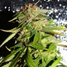 Недорогие семена конопли Auto Mohan Ram feminised GanjaLiveSeeds