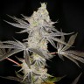 интернет магазин семян конопли Auto Zkittlez OG feminised Ganja Seeds