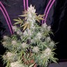 семена конопли Girl Scout Cookies feminised Ganja Live Seeds недорого