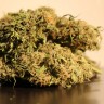 Семена конопли оптом Auto Blow Mind feminised Ganja Seeds