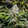 купить семена конопли Auto Tutankhamon feminised