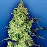 Качественные семена марихуаны Auto Blow Mind feminised GanjaLiveSeeds