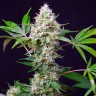 Качественные феминизированные семена конопли Auto Blow Mind feminised GanjaLiveSeeds