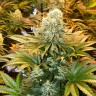 купить семенам конопли Banana Punch feminised Ganja Seeds