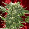 семена конопли Auto White Russian XXL feminised Ganja Seeds