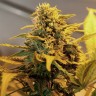семена конопли в оригинальных упаковках Great White Russian feminised Ganja Seeds