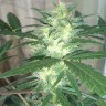 семена конопли Auto White Dwarf feminised Ganja Live Seeds